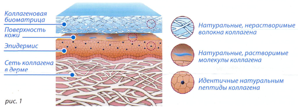 Kollagen1